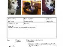 35 Free Printable Dog Adoption Flyer Template Now by Dog Adoption Flyer Template