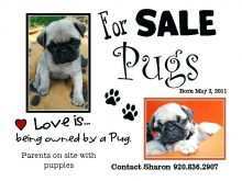 36 Online Puppy For Sale Flyer Templates Download with Puppy For Sale Flyer Templates