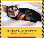48 Lost Pet Flyer Template by Lost Pet Flyer Template
