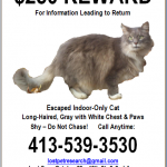 53 Customize Free Lost Cat Flyer Template in Word with Free Lost Cat Flyer Template