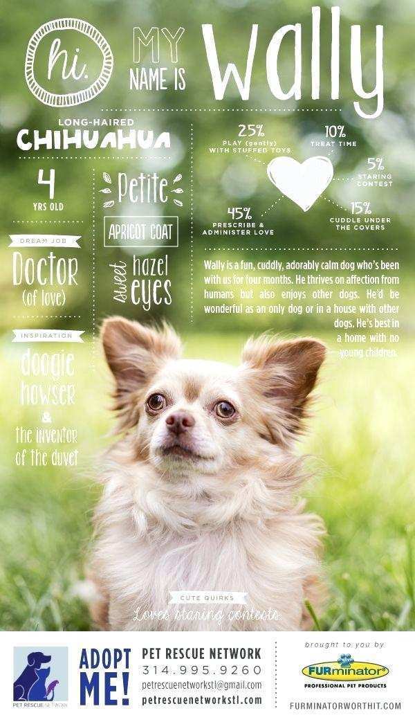 61 Free Dog Adoption Flyer Template Maker with Dog Adoption Flyer Template