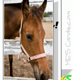 82 Customize Our Free Birthday Card Template Horse Photo by Birthday Card Template Horse