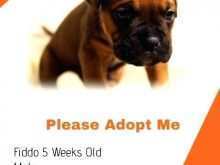 99 Adding Dog Adoption Flyer Template Maker with Dog Adoption Flyer Template